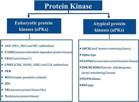 protein kinase mest vanlig